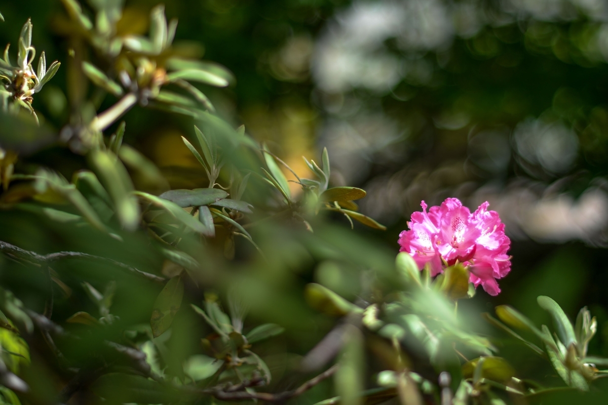 f:id:JKazy:20190509102813j:plain f:id:JKazy:20190509102813j:plain