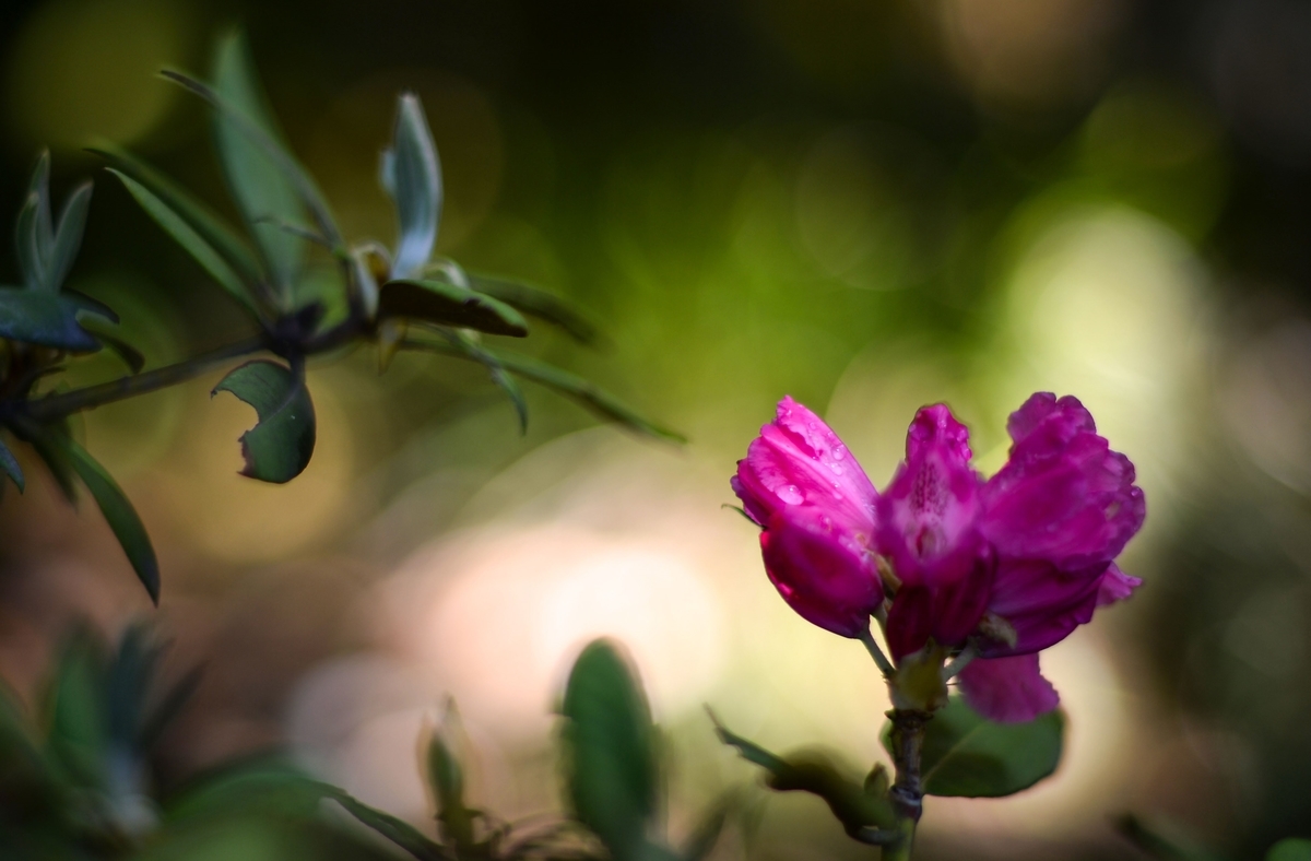 f:id:JKazy:20190509103043j:plain f:id:JKazy:20190509103043j:plain