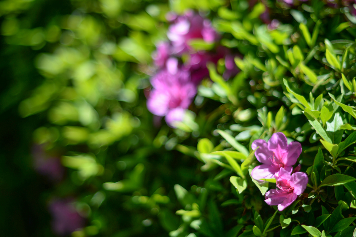 f:id:JKazy:20190509103208j:plain f:id:JKazy:20190509103208j:plain