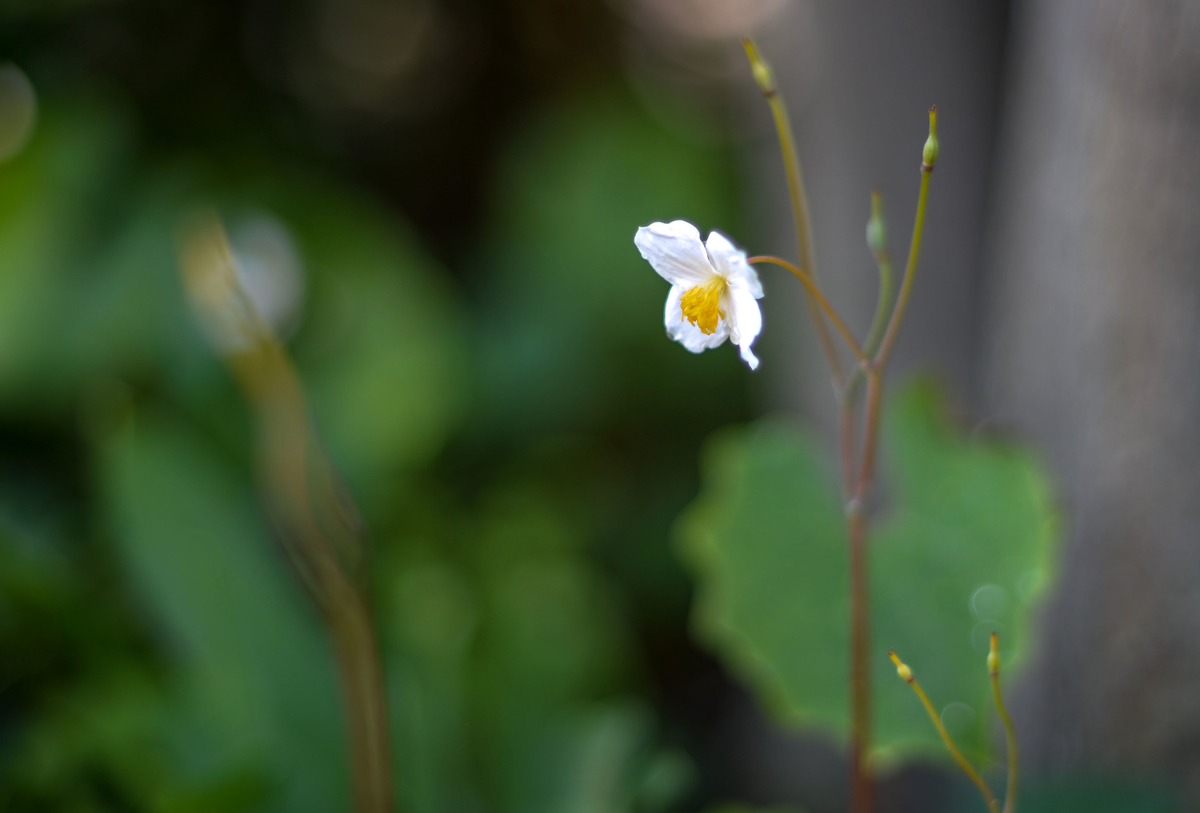 f:id:JKazy:20190509103323j:plain f:id:JKazy:20190509103323j:plain