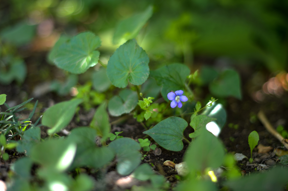 f:id:JKazy:20190509103906j:plain f:id:JKazy:20190509103906j:plain