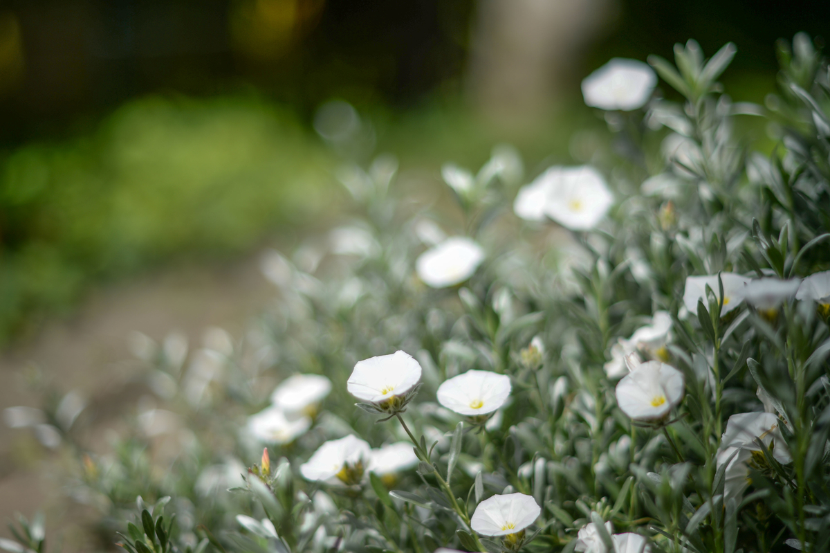f:id:JKazy:20190509104016j:plain f:id:JKazy:20190509104016j:plain