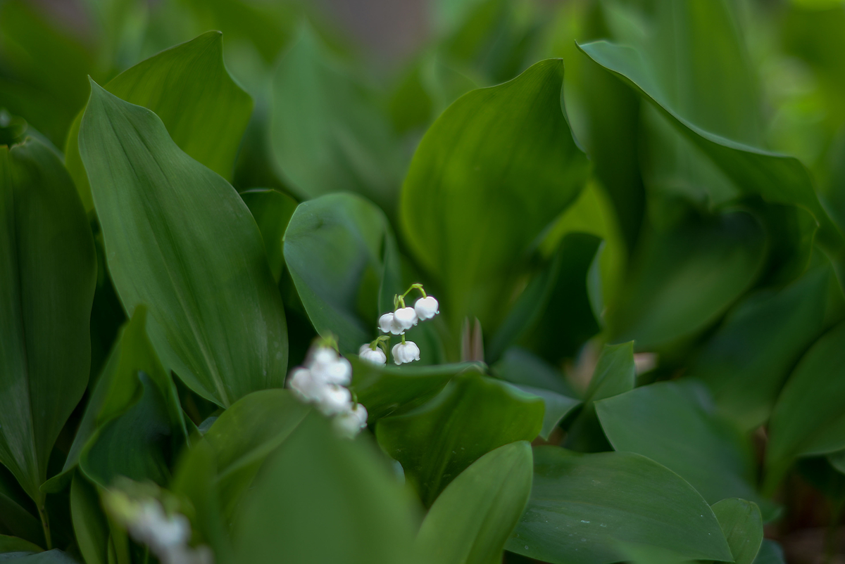 f:id:JKazy:20190509104137j:plain f:id:JKazy:20190509104137j:plain