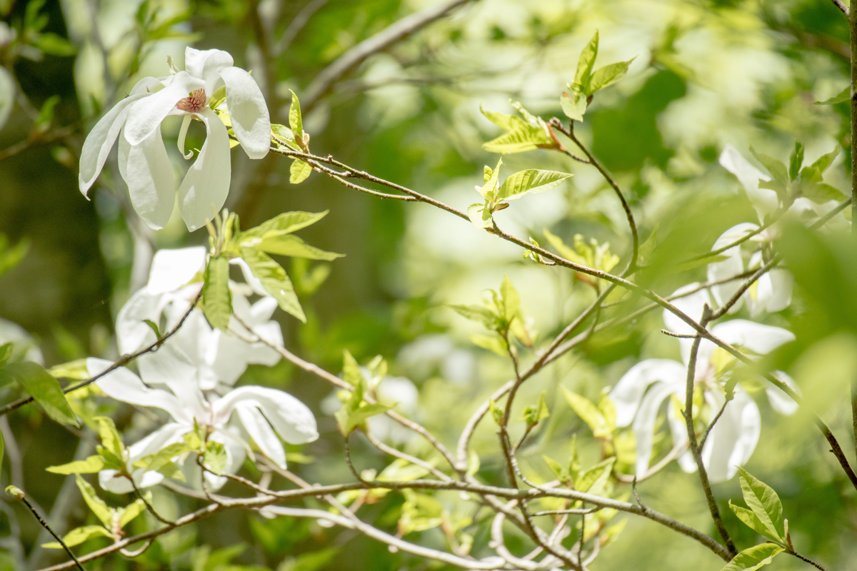f:id:JKazy:20190525234400j:plain
