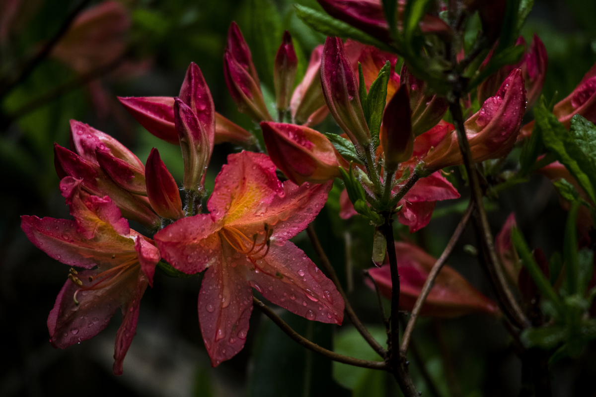 f:id:JKazy:20190622120617j:plain