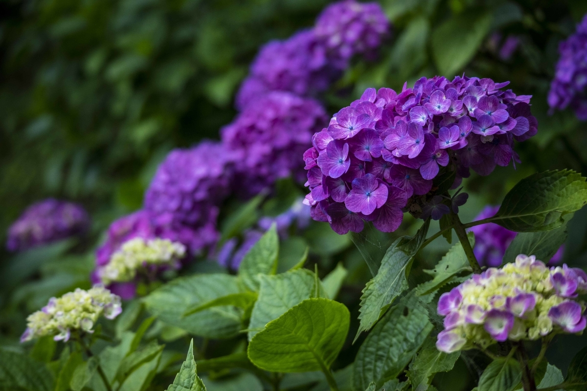 f:id:JKazy:20190629082712j:plain