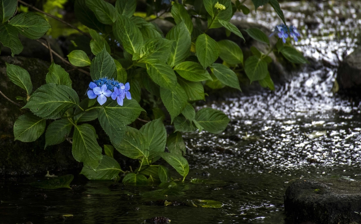 f:id:JKazy:20190629084044j:plain