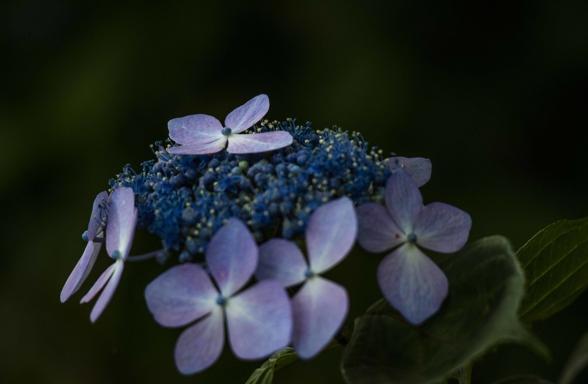 f:id:JKazy:20190629084157j:plain