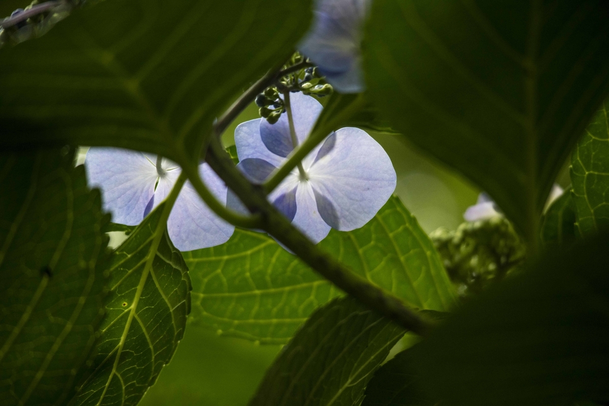 f:id:JKazy:20190629084422j:plain