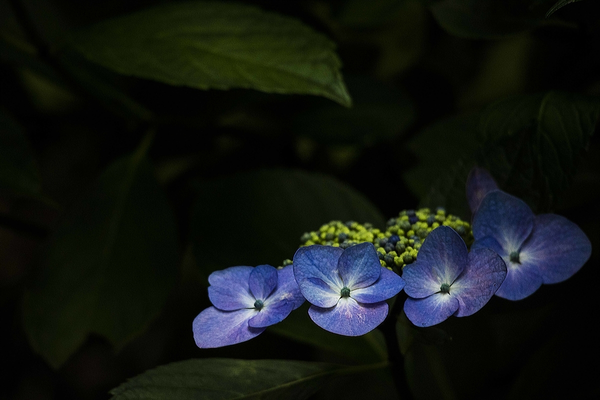 f:id:JKazy:20190629084513j:plain
