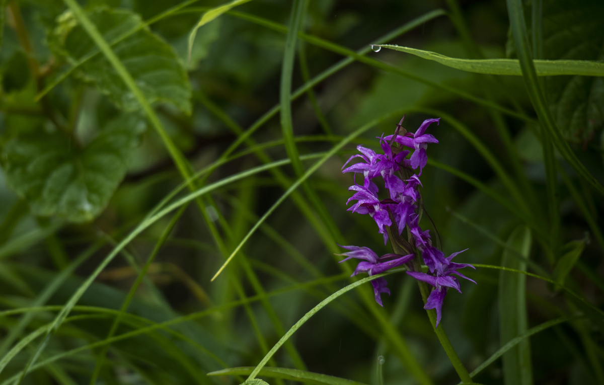 f:id:JKazy:20190708090420j:plain