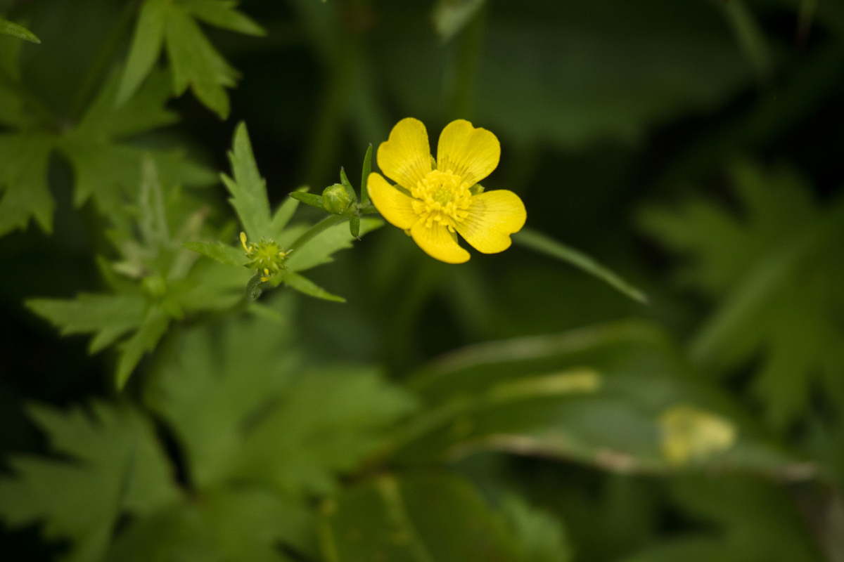 f:id:JKazy:20190708091226j:plain