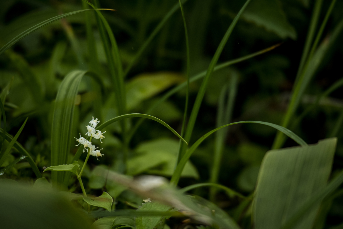 f:id:JKazy:20190708091250j:plain