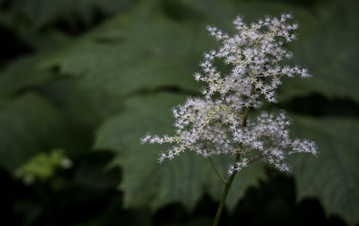 f:id:JKazy:20190708092110j:plain