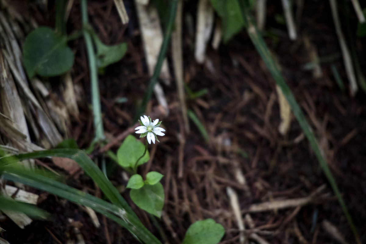 f:id:JKazy:20190708092150j:plain