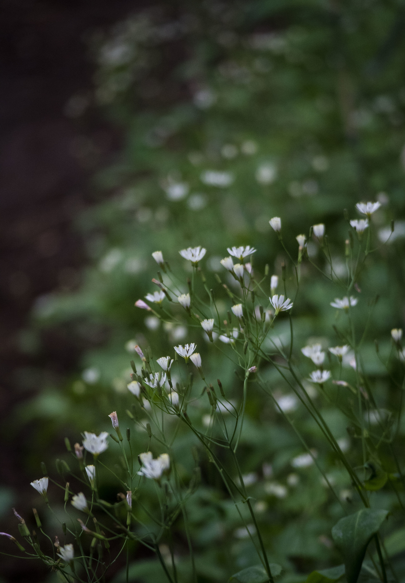f:id:JKazy:20190708092237j:plain
