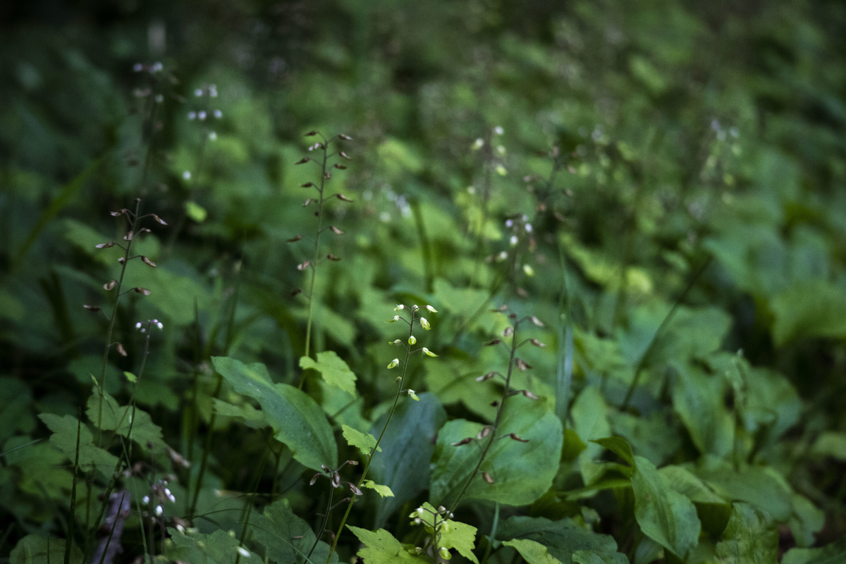 f:id:JKazy:20190708092308j:plain