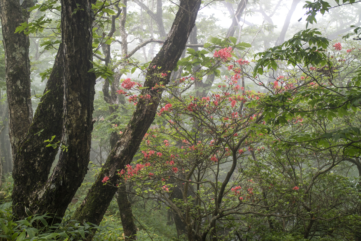 f:id:JKazy:20190717185029j:plain