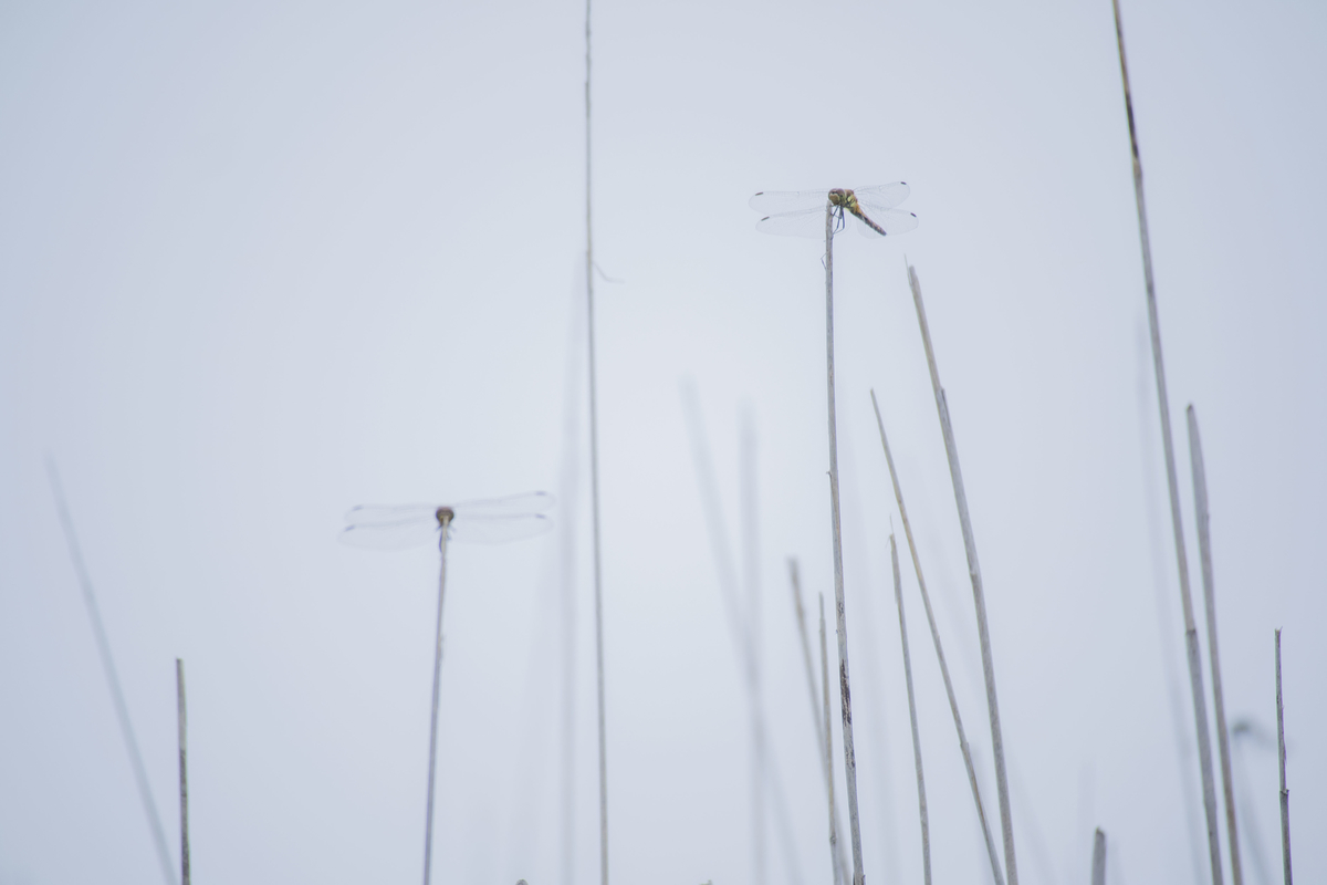 f:id:JKazy:20190717185222j:plain