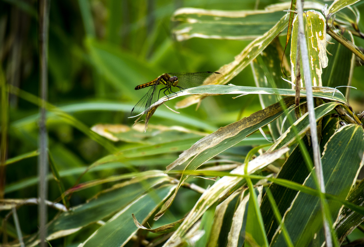 f:id:JKazy:20190717185713j:plain