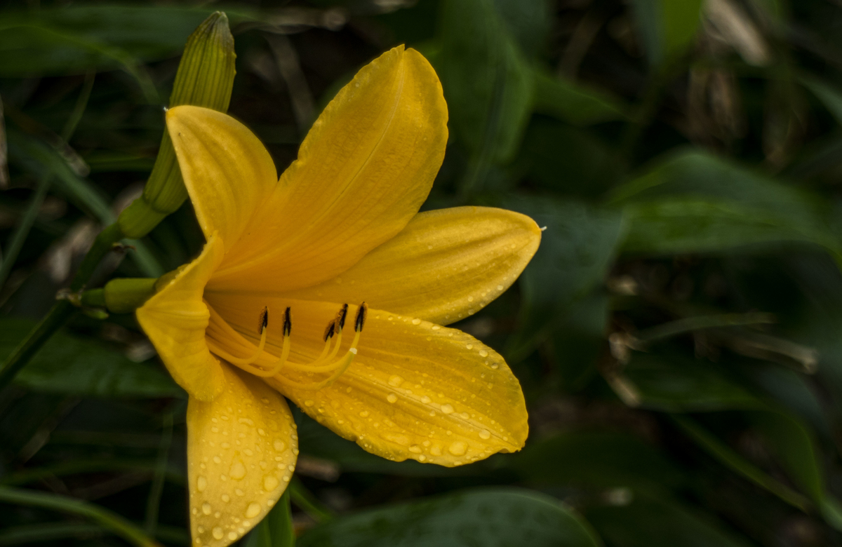 f:id:JKazy:20190731225320j:plain f:id:JKazy:20190731225320j:plain