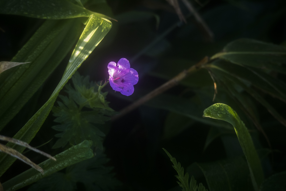 f:id:JKazy:20190801163934j:plain