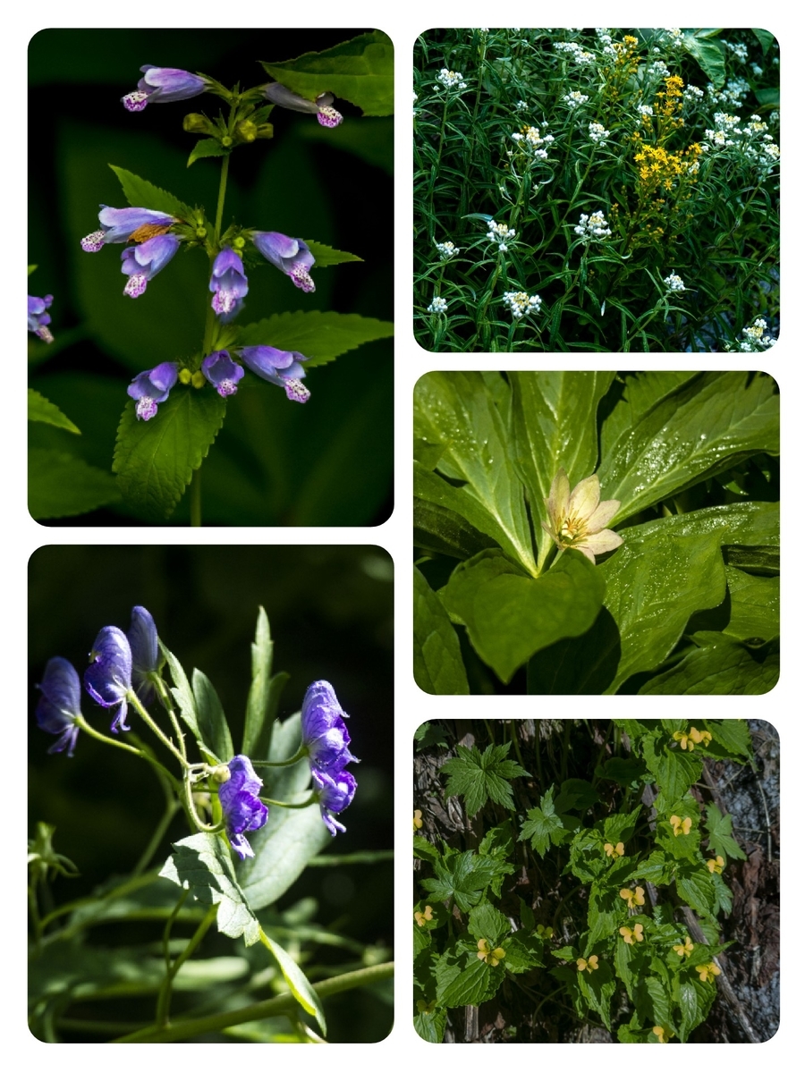 f:id:JKazy:20190817122011j:plain f:id:JKazy:20190817122011j:plain