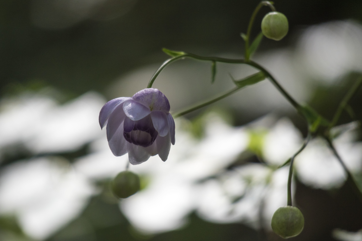 f:id:JKazy:20190825214514j:plain