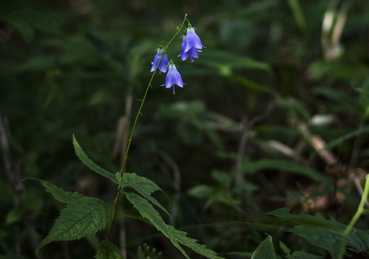 f:id:JKazy:20190825215129j:plain