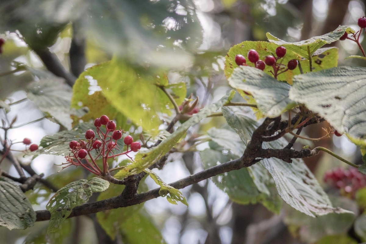 f:id:JKazy:20190927222740j:plain f:id:JKazy:20190927222740j:plain