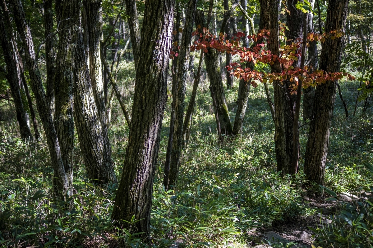 f:id:JKazy:20190927222937j:plain f:id:JKazy:20190927222937j:plain