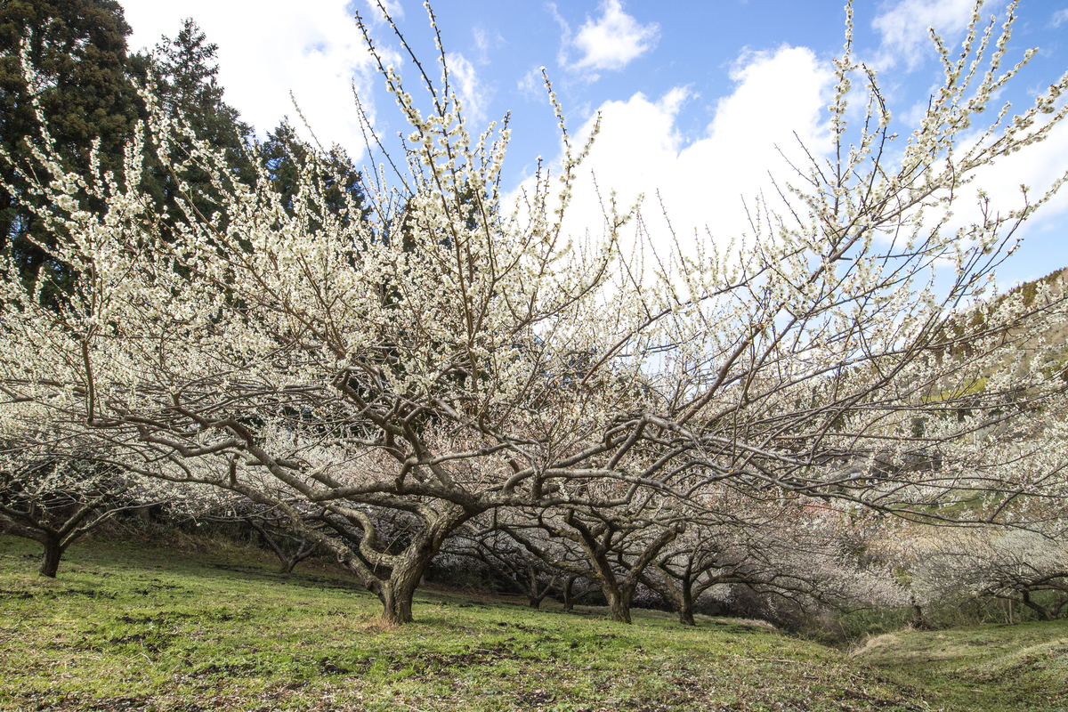 f:id:JKazy:20200315112911j:plain f:id:JKazy:20200315112911j:plain