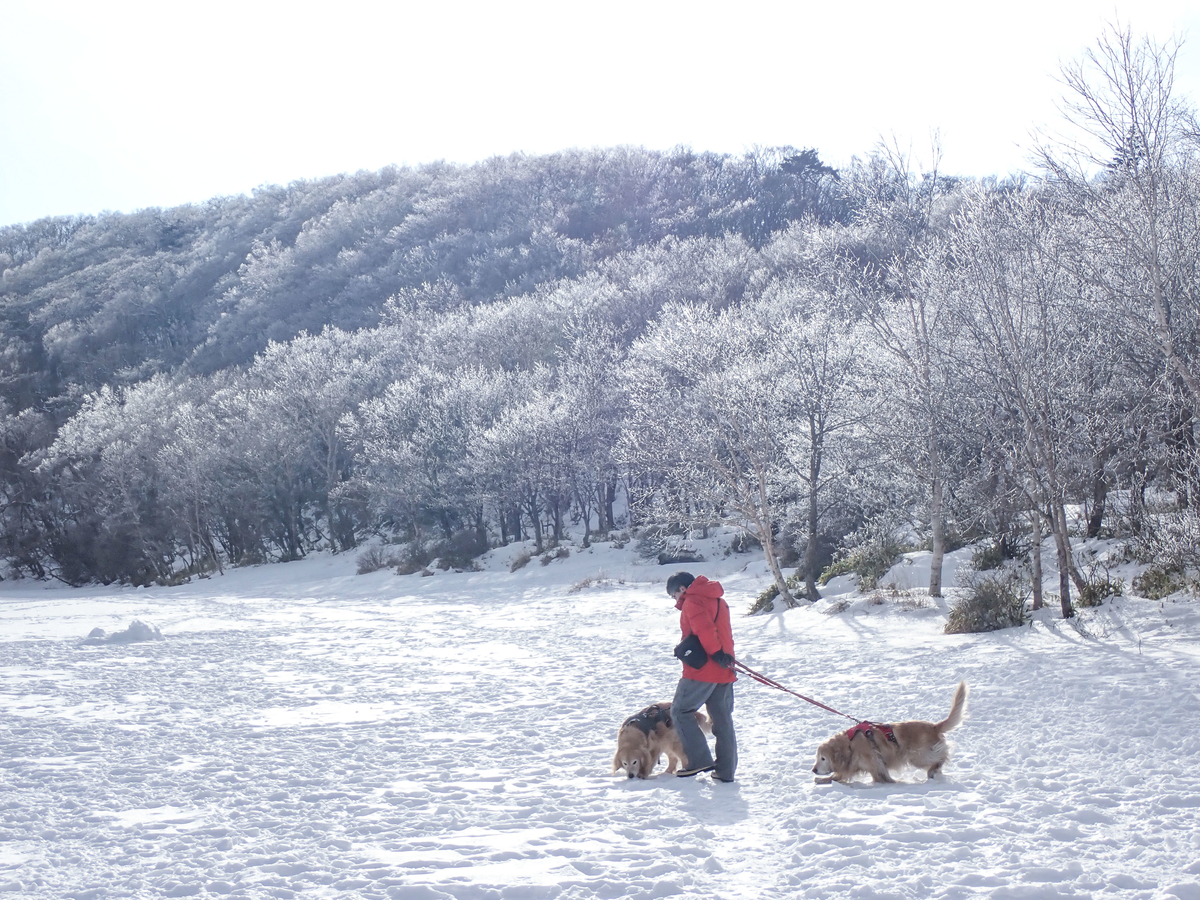 f:id:JKazy:20210130200904j:plain