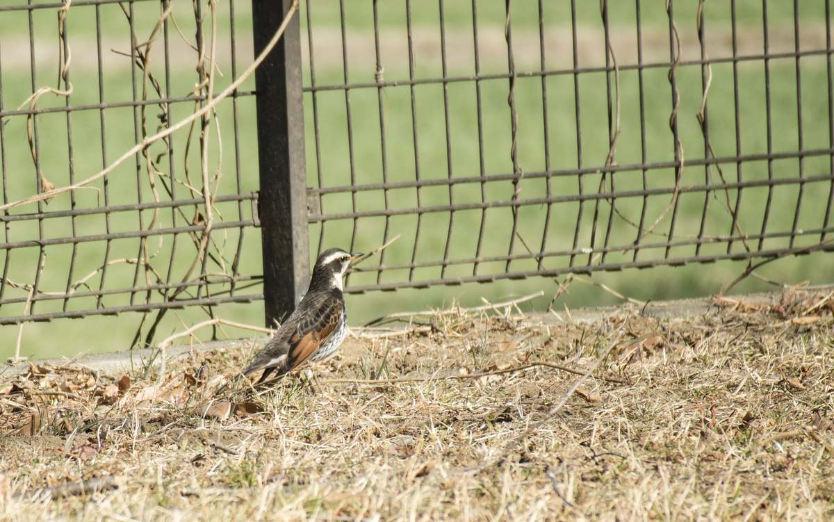 f:id:JKazy:20210228180715j:plain