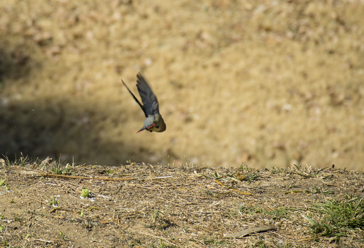 f:id:JKazy:20210228180832j:plain