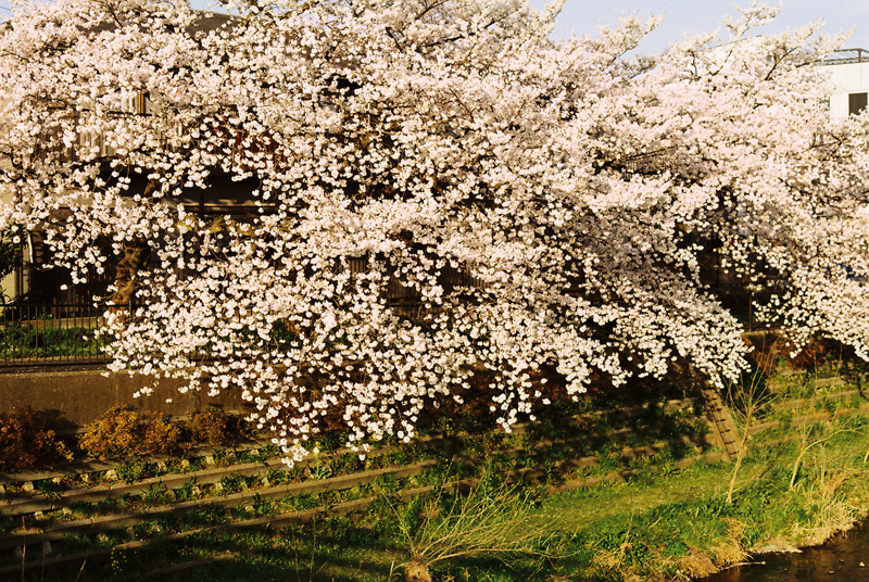 f:id:JLP:20130404211024j:image