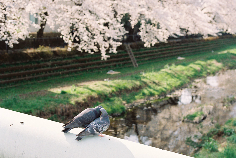 f:id:JLP:20130404211028j:image