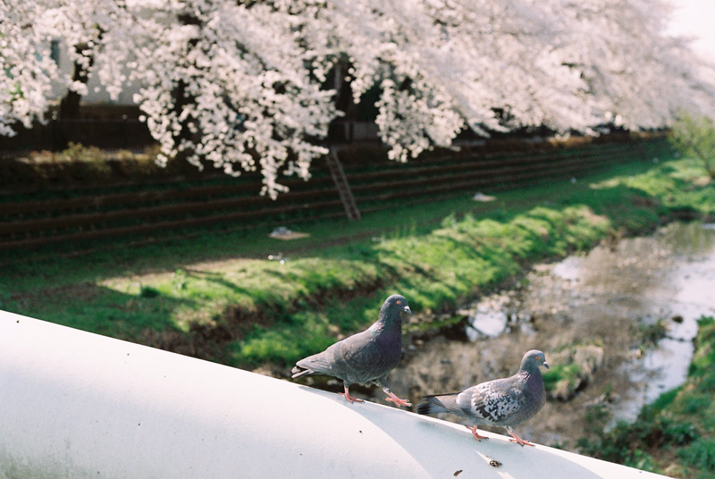 f:id:JLP:20130404211029j:image