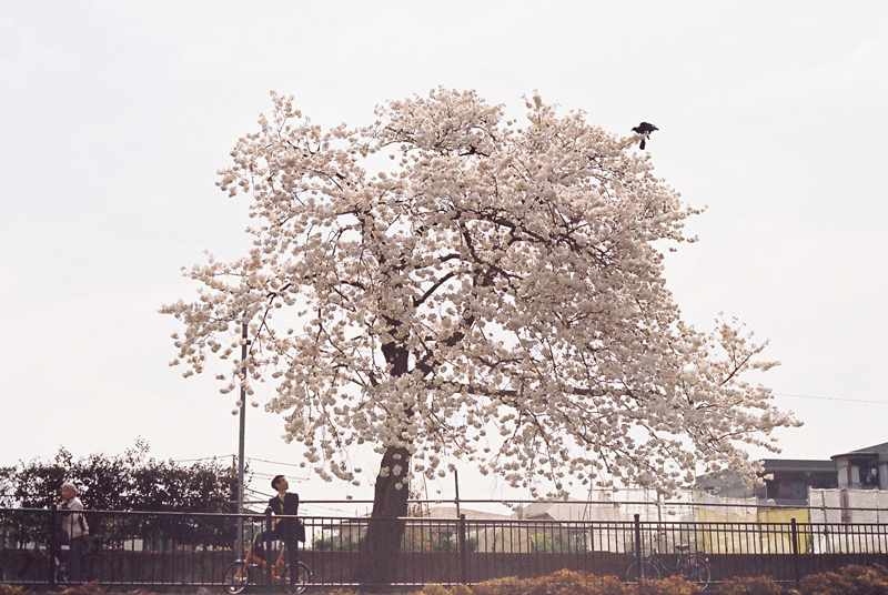 f:id:JLP:20130404211035j:image