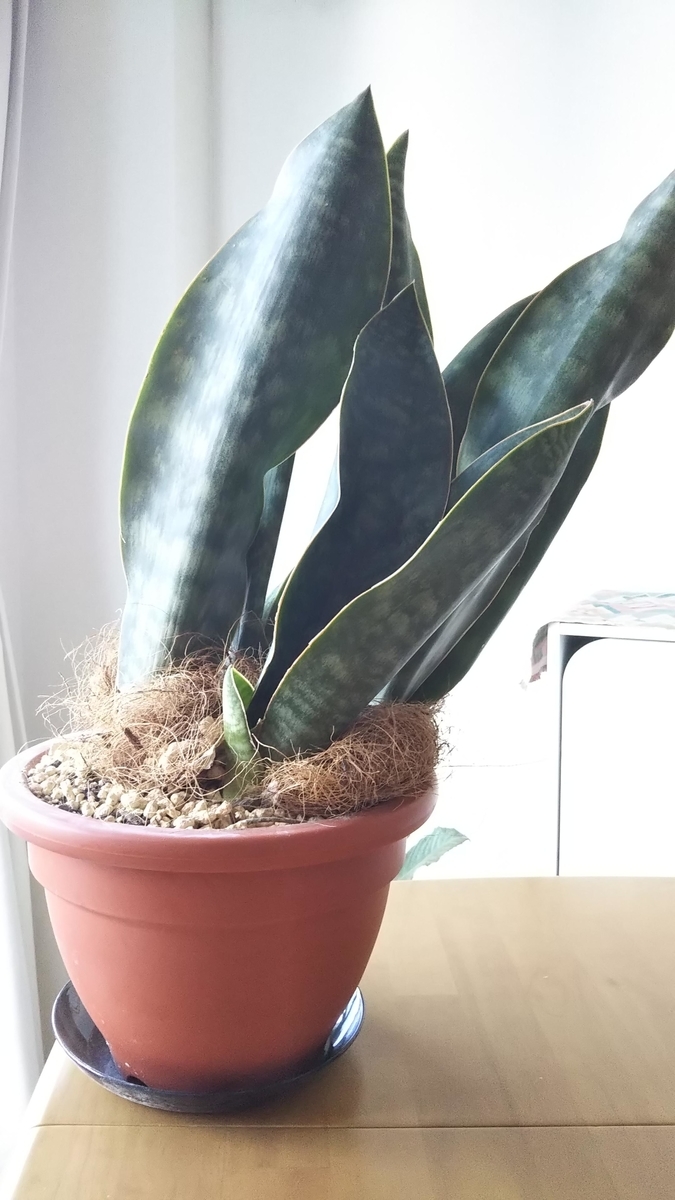 f:id:JUN-11:20190611134819j:plain