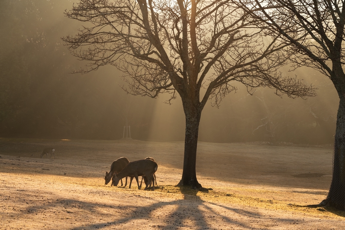 f:id:JUNKImountain:20220117115747j:plain