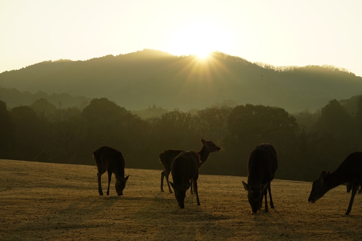 f:id:JUNKImountain:20220117115911j:plain