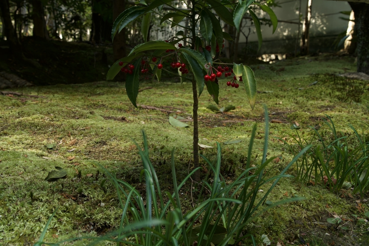 f:id:JUNKImountain:20220117122148j:plain