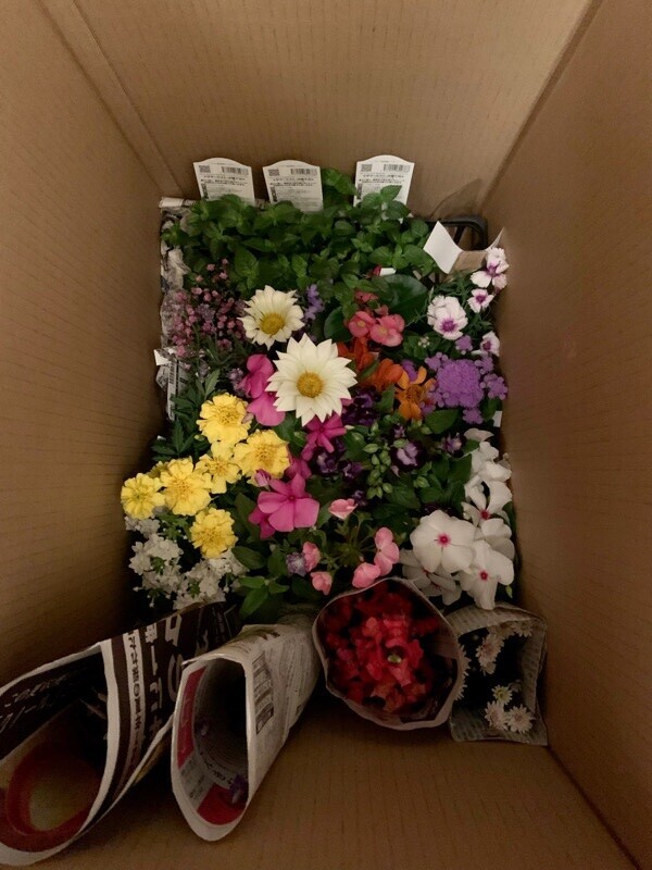 花苗セット - MD Blog