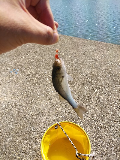 f:id:Jackpot_fishing:20180924073953j:plain