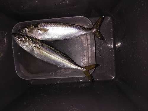 f:id:Jackpot_fishing:20181121101215j:plain