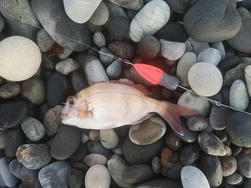 f:id:Jackpot_fishing:20200818072019j:plain