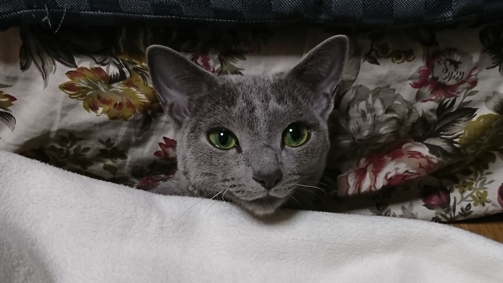 f:id:Jade-Seimei:20190302091842j:plain:w300:left
