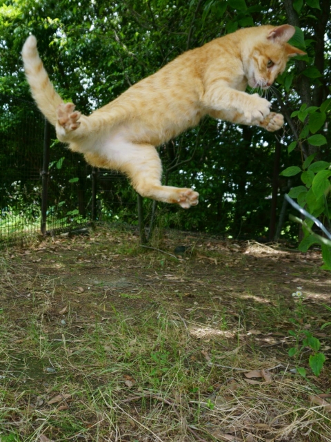 f:id:Jade-Seimei:20190419100323j:plain:w200:right