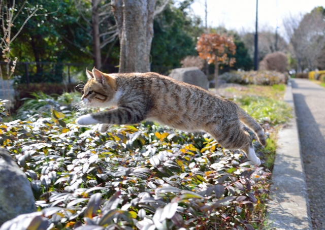 f:id:Jade-Seimei:20190419100525j:plain:w300:left